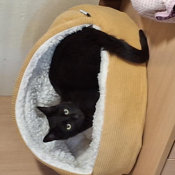 Europäische Hauskatze